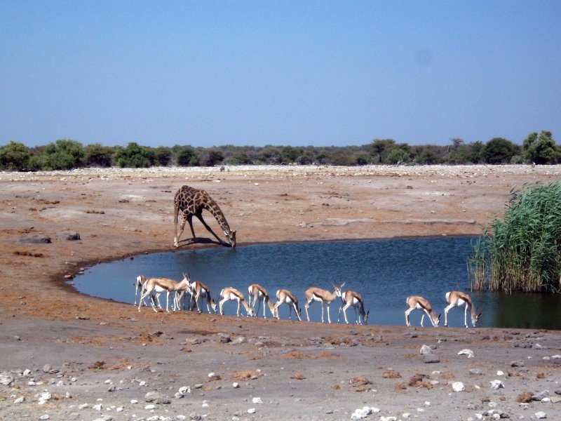 waterhole Etosha.jpg - Trou d'eau à Etosha